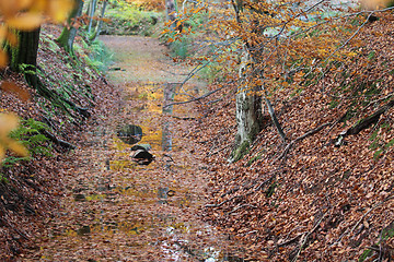 Image showing Ravnsholt Skov forest in  Alleroed Denmark