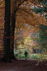 Image showing Man walking