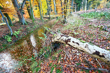 Image showing Ravnsholt Skov forest in  Alleroed Denmark