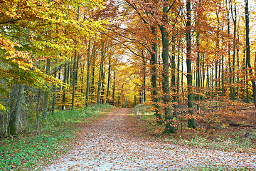 Image showing Ravnsholt Skov forest in  Alleroed Denmark