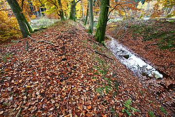 Image showing Ravnsholt Skov forest in  Alleroed Denmark