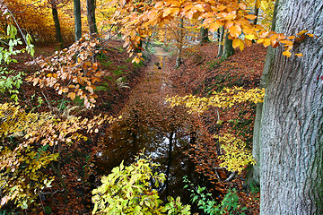 Image showing Ravnsholt Skov forest in  Alleroed Denmark