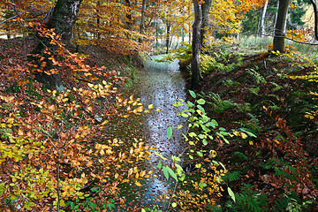 Image showing Ravnsholt Skov forest in  Alleroed Denmark