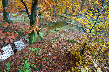 Image showing Ravnsholt Skov forest in  Alleroed Denmark