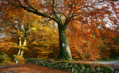 Image showing Ravnsholt Skov forest in  Alleroed Denmark