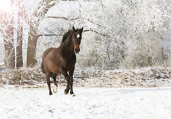 Image showing brown mare in snow