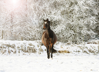 Image showing brown horse in the snow