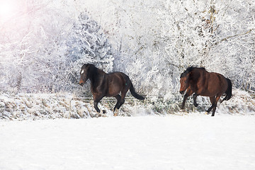 Image showing Horses galloping in the snow