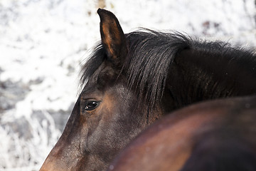 Image showing Horse in Winter