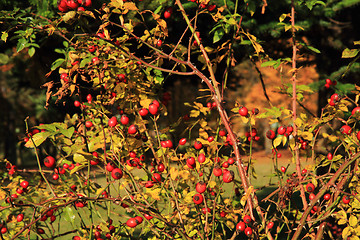 Image showing wild brier plant