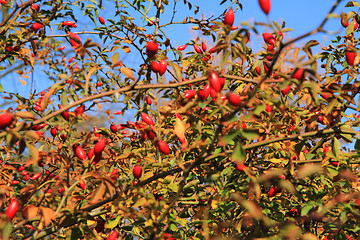 Image showing wild brier plant