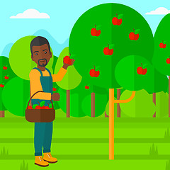 Image showing Farmer collecting apples.