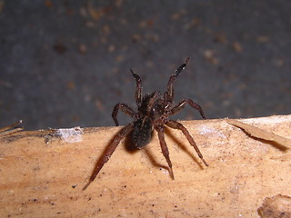 Image showing Spider_13.04.2005