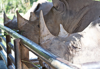 Image showing rhino in the Zoo