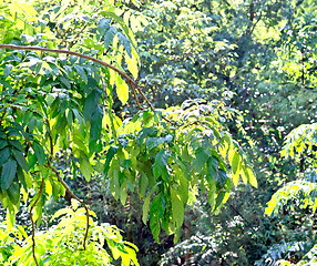 Image showing tree jungle background