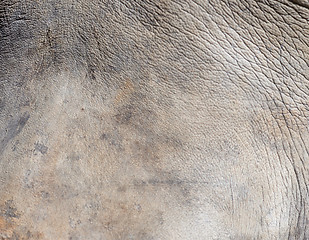 Image showing rhino skin texture