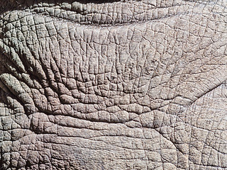 Image showing rhino skin background