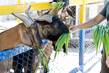 Image showing in the Zoo