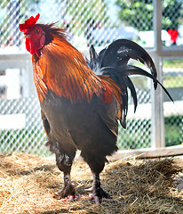 Image showing close up of rooster