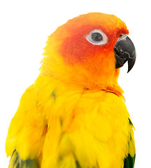 Image showing parrot on white