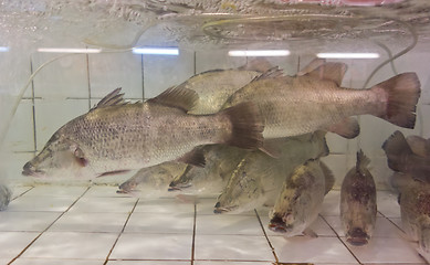 Image showing fresh fish in aquarium