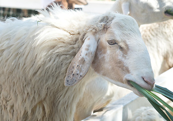 Image showing close up of sheep