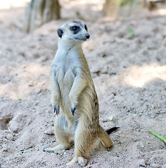 Image showing surikat on sand