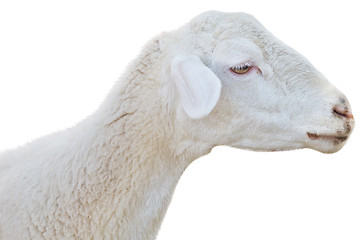 Image showing sheep on white