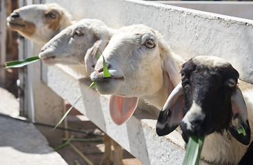 Image showing sheep in farm