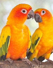 Image showing pair of parrots