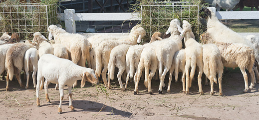 Image showing sheep in farm