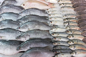 Image showing fresh sea fish