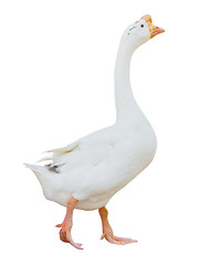 Image showing white goose isolated