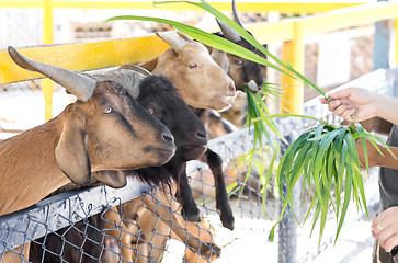 Image showing in the Zoo