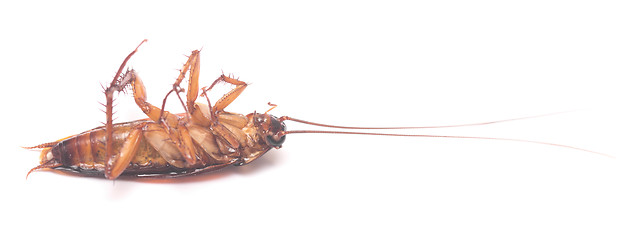 Image showing dead cockroach on white