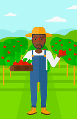 Image showing Farmer collecting apples.