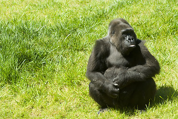 Image showing Gorilla on the grass