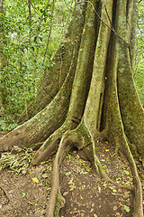 Image showing Strangler Fig