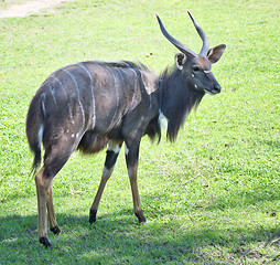 Image showing sitatunga on grass