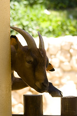 Image showing Goat