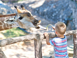 Image showing in the Zoo