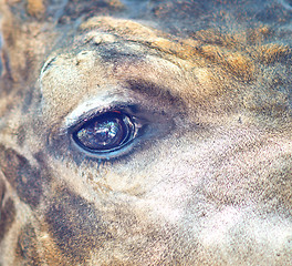 Image showing african giraffe eye