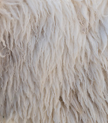 Image showing sheep wool texture