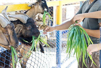 Image showing in the Zoo