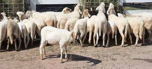 Image showing sheep in farm