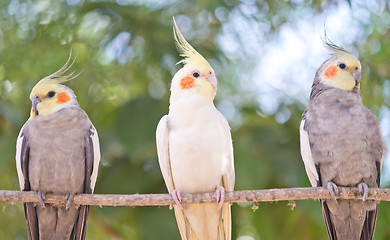 Image showing parrot Nymphicus hollandicus