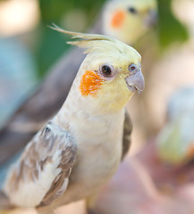 Image showing close up of parrots