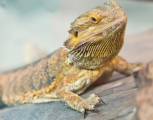 Image showing image of yellow iguana
