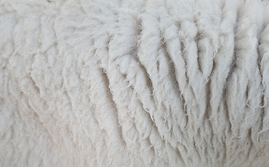 Image showing sheep wool texture