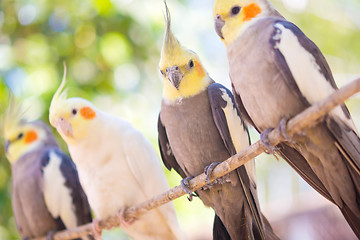 Image showing parrot Nymphicus hollandicus